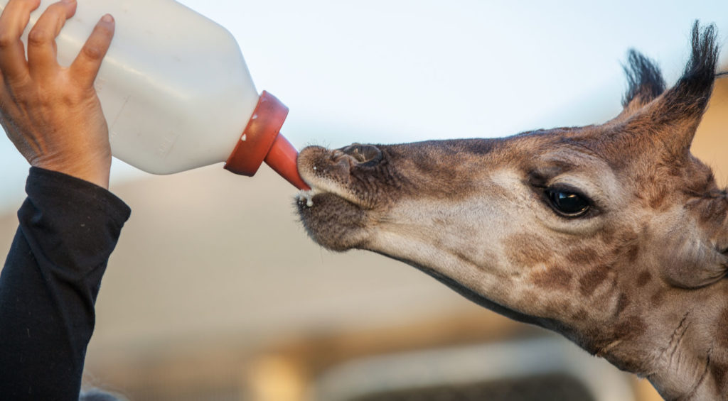 30 Best Online Zoology Courses Online Course Report