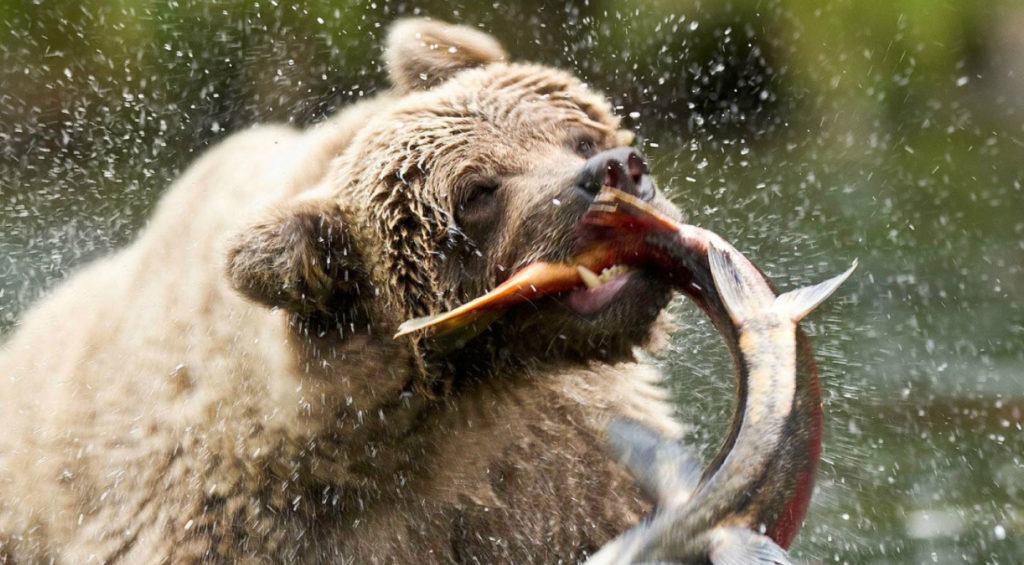 30 Best Online Zoology Courses Online Course Report