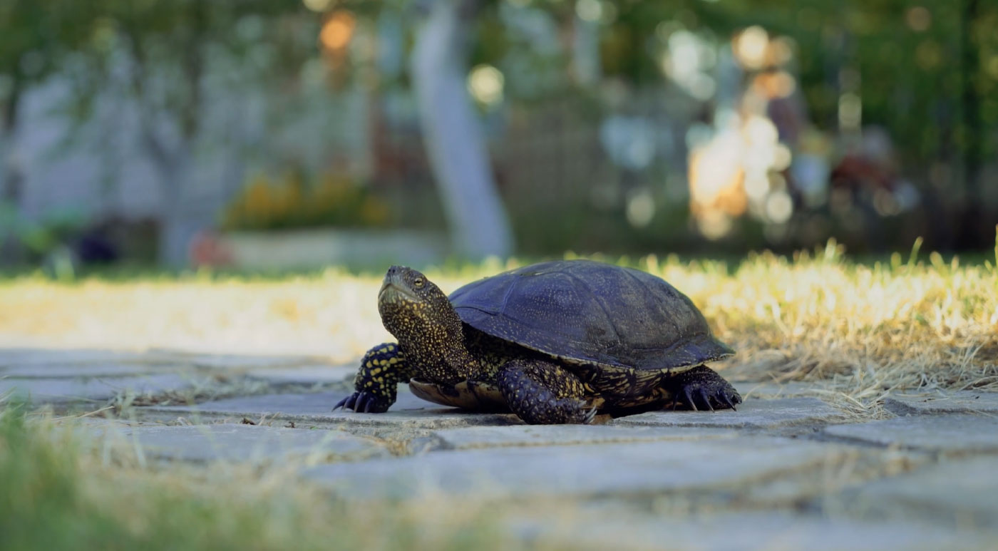 30 Best Online Zoology Courses Online Course Report