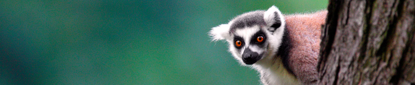 30 Best Online Zoology Courses